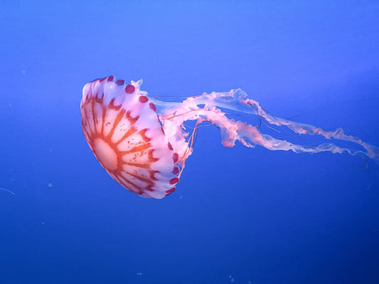 Most fascinating ocean creatures